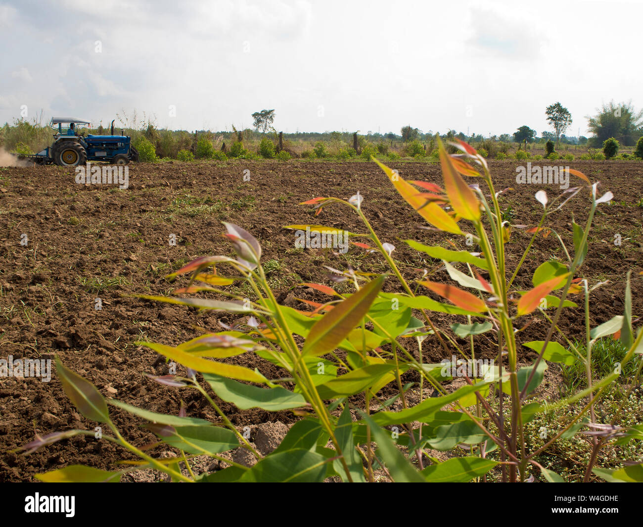Cancellazione di eucalipto e preparazione di suolo dal trattore Foto Stock