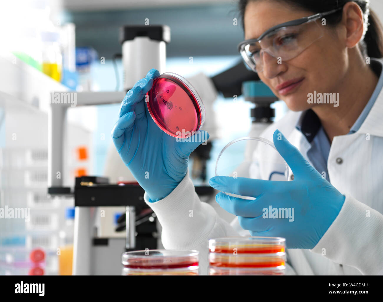 Scienziato esaminando le culture in crescita in piastre di Petri utilizzando un microscopio invertito in laboratorio Foto Stock