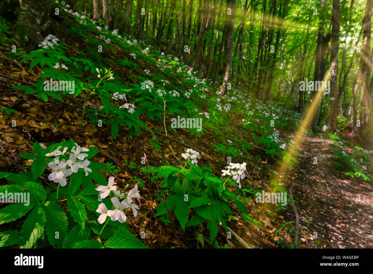 L'Italia, l'Umbria, il Monte Catria, Appennini in primavera Foto Stock