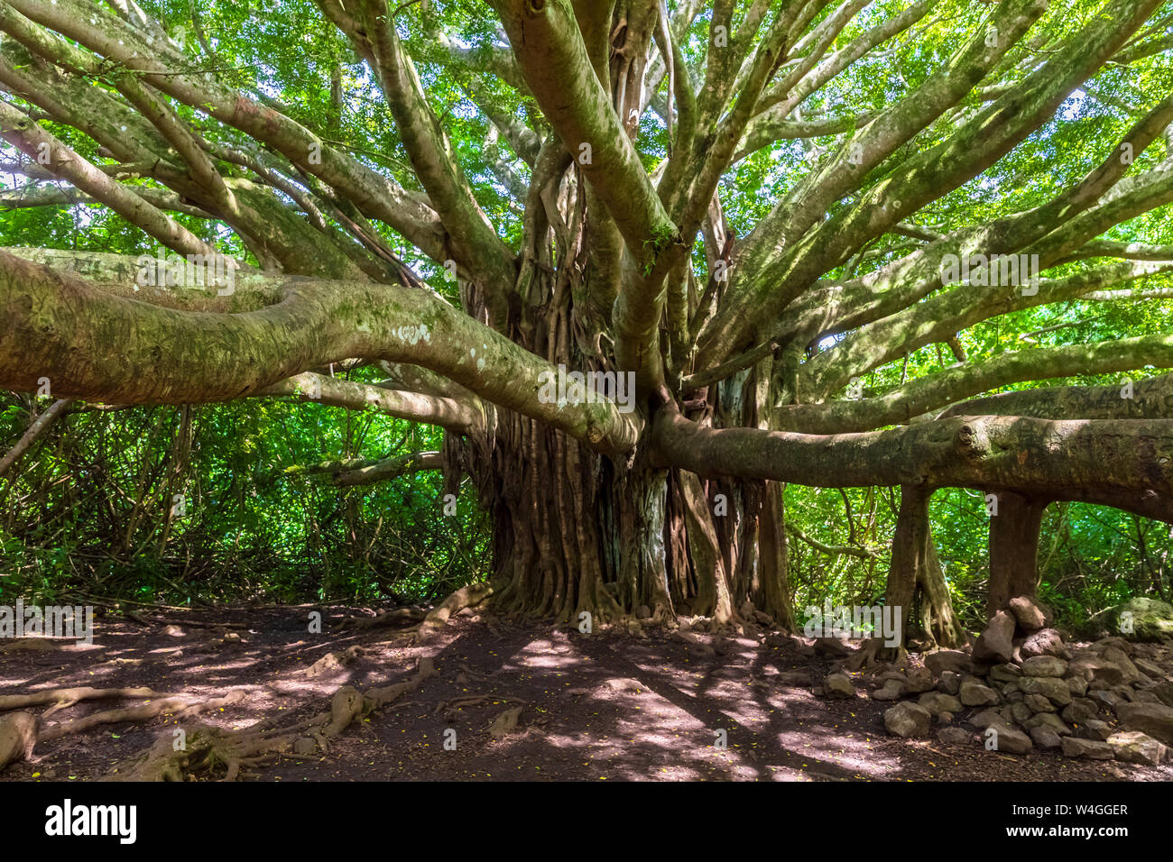 Banyan Tree, Pipiwai Trail, Haleakala National Park, Maui, Hawaii, STATI UNITI D'AMERICA Foto Stock