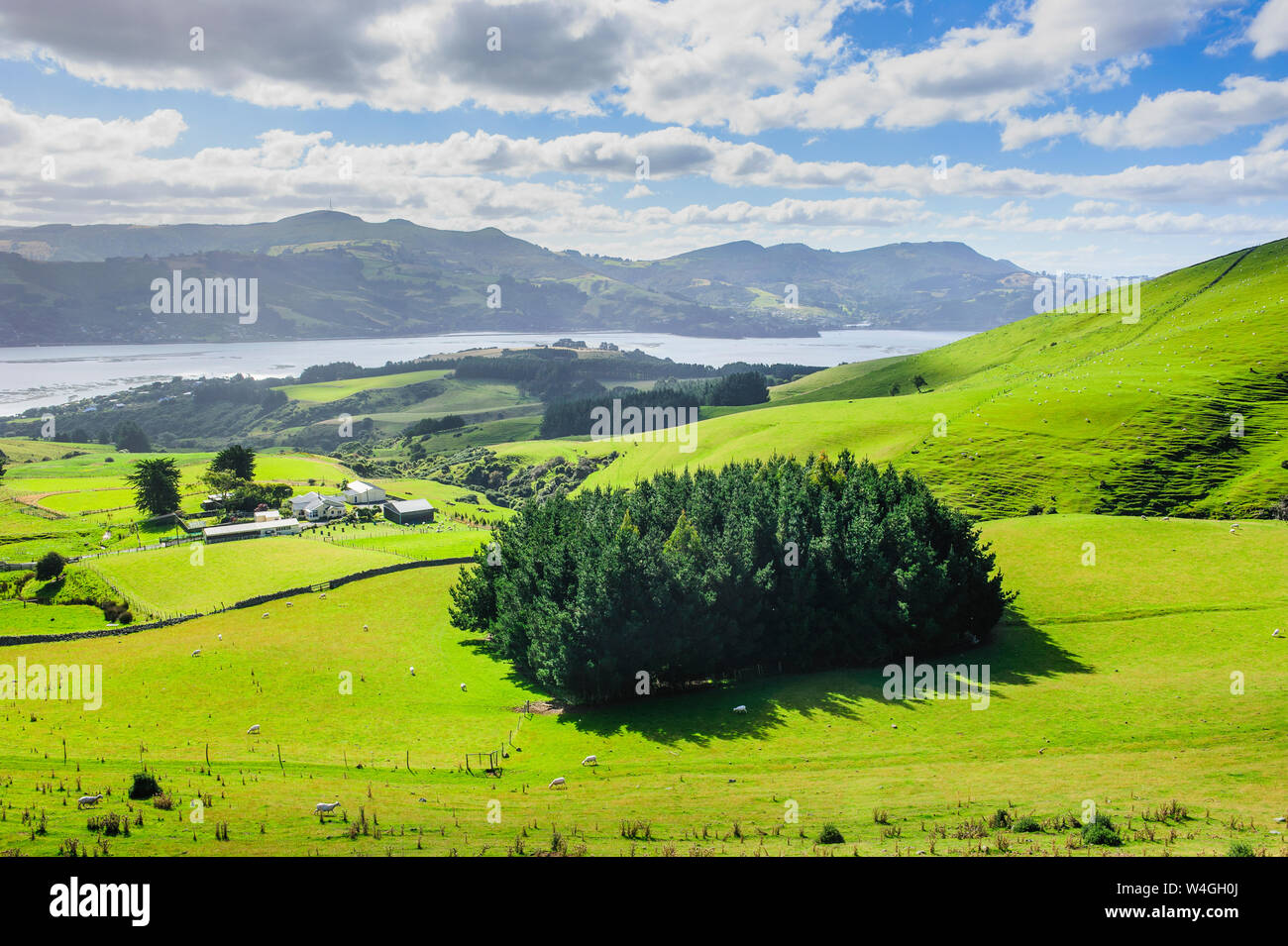 Lussureggianti prati verdi con pecore al pascolo, penisola di Otago, Isola del Sud, Nuova Zelanda Foto Stock