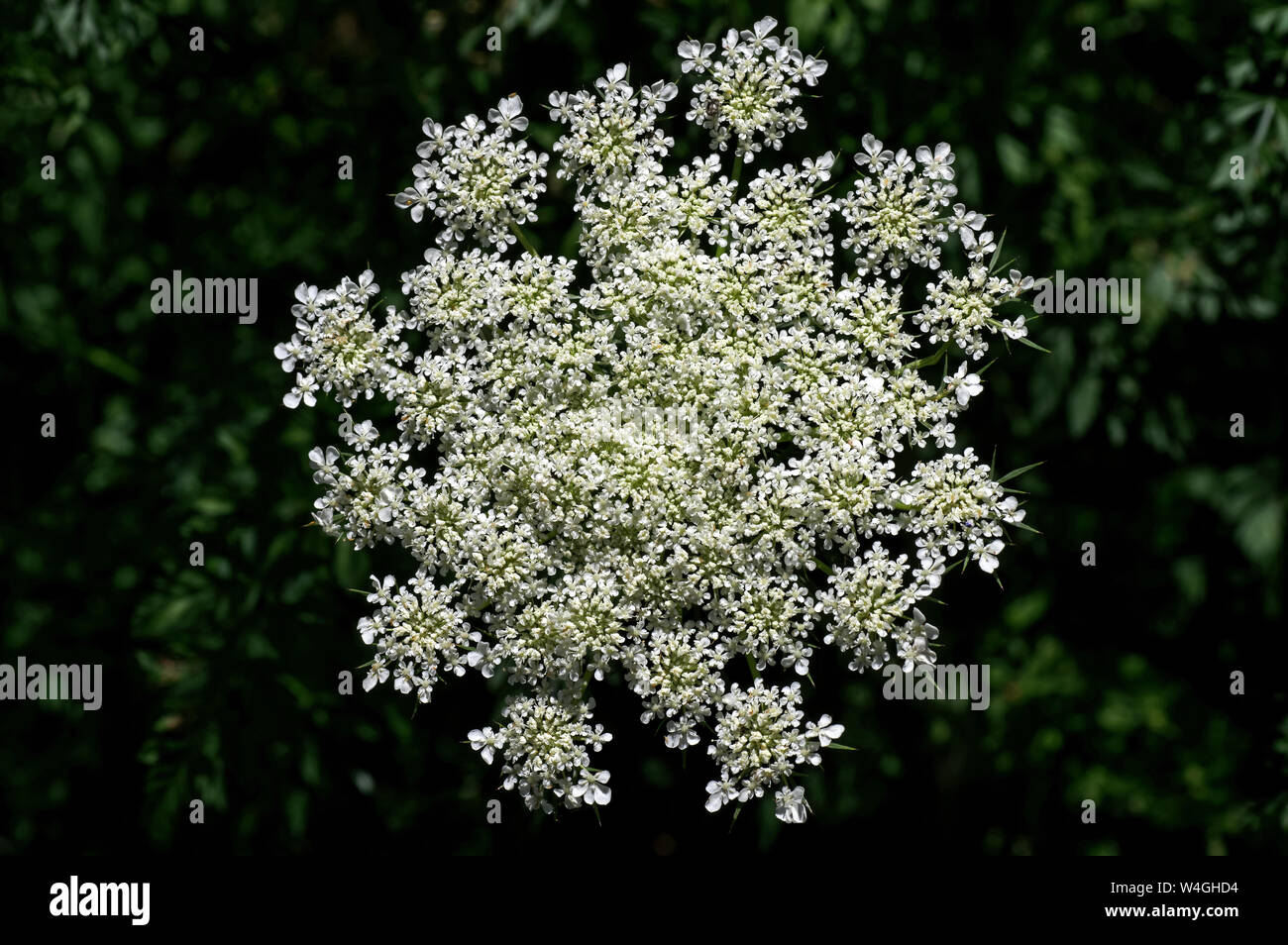 Daucus carota in bright sun. I suoi nomi comuni includono wild carota, Bird's Nest, vescovo di pizzo, e Queen Anne's pizzi Foto Stock