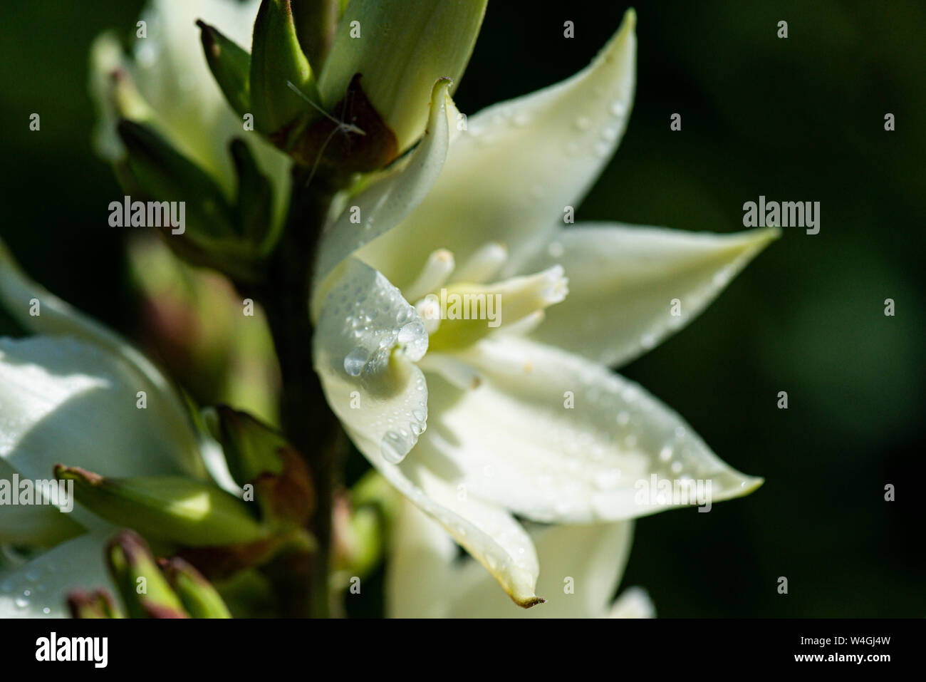 Una chiusura di gocce di acqua sul fiore di un pugnale spagnolo (Yucca gloriosa) Foto Stock