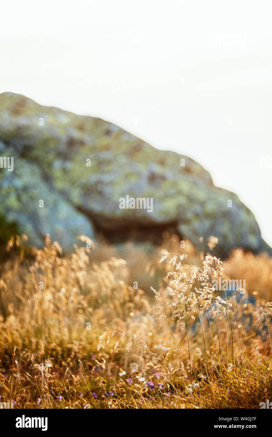 Morbido caldo sole alla fine del giorno su erba, montagna Vitosha, Bulgaria Foto Stock