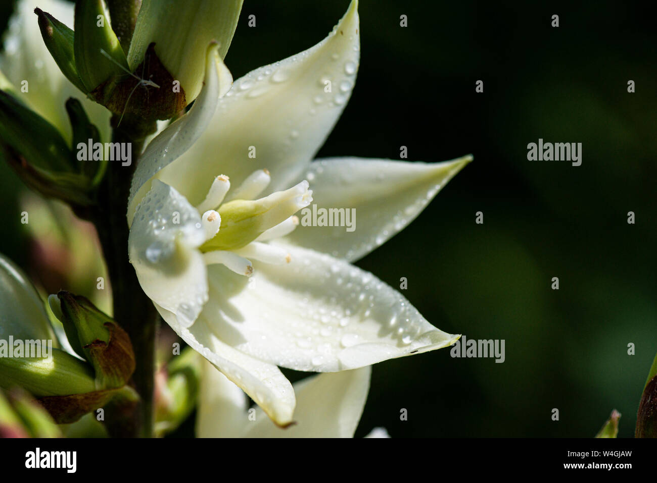 Una chiusura di gocce di acqua sul fiore di un pugnale spagnolo (Yucca gloriosa) Foto Stock