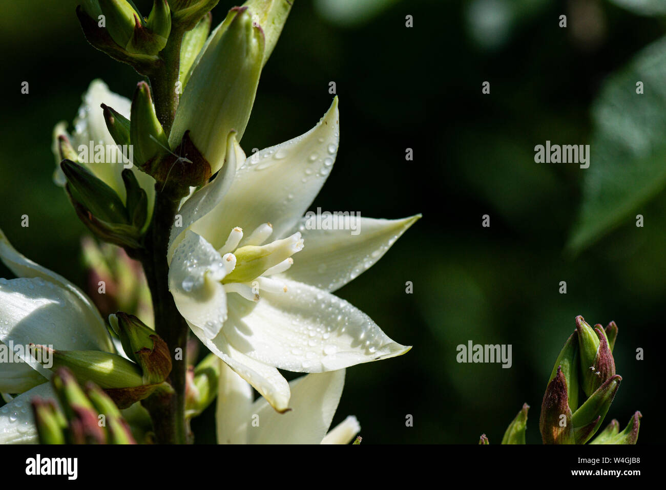 Una chiusura di gocce di acqua sul fiore di un pugnale spagnolo (Yucca gloriosa) Foto Stock