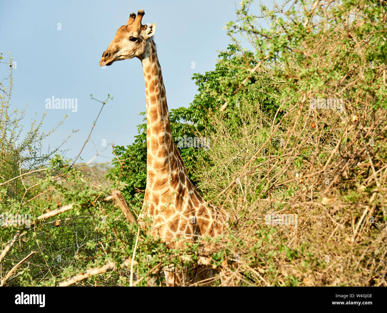 La giraffa nella boccola, il Parco Nazionale Kruger, Mpumalanga, Sud Africa Foto Stock