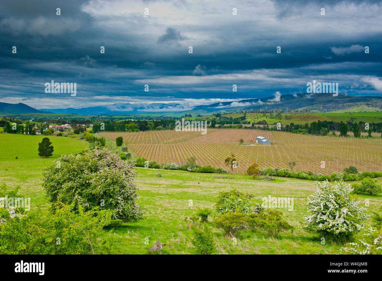 Agricoltura in Western Tasmania, Australia Foto Stock