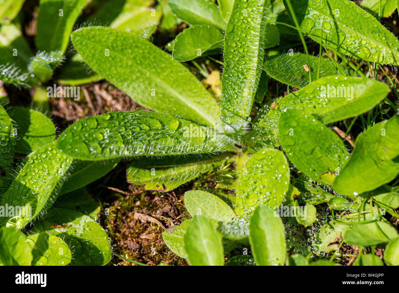 Le goccioline di acqua sulle foglie di una volpe e lupetti impianto (Pilosella aurantiaca) Foto Stock