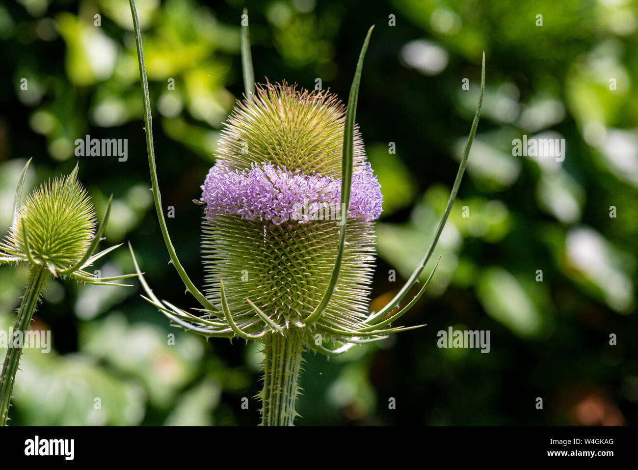 Una banda di fiori sulla testa di fiori di un comune (teasel Dipsacus fullonum) Foto Stock