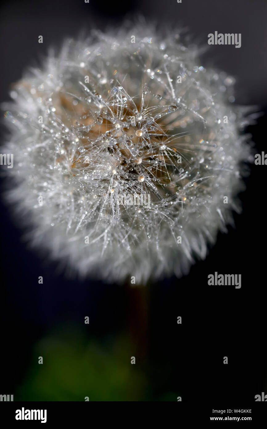 Blowball con gocce di pioggia, close-up Foto Stock