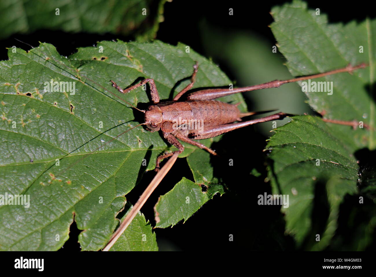 Il cricket, scuro Bush Cricket, Pholidoptera griseoaptera. Gli adulti sono onnivori, alimentazione principalmente su piccoli insetti. Foto Stock