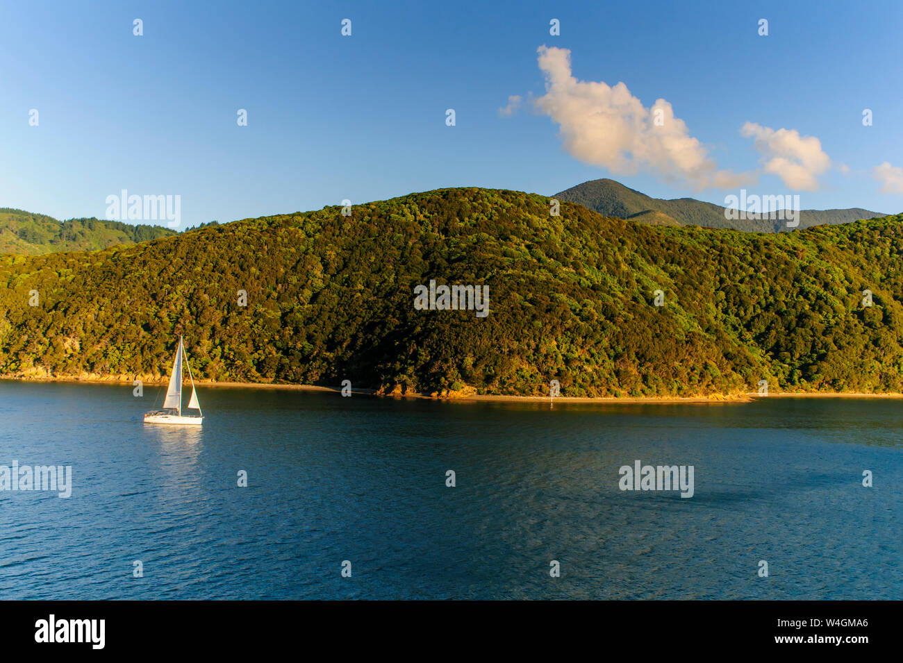 Barca a vela nei fiordi intorno a Picton, Isola del Sud, Nuova Zelanda Foto Stock