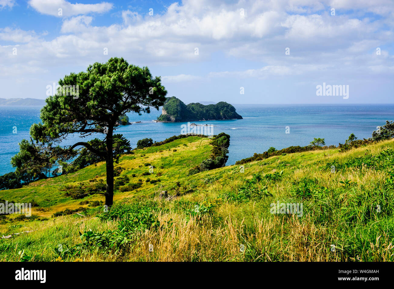 Erba prato sopra Cove della cattedrale, Coromandel, Isola del nord, Nuova Zelanda Foto Stock