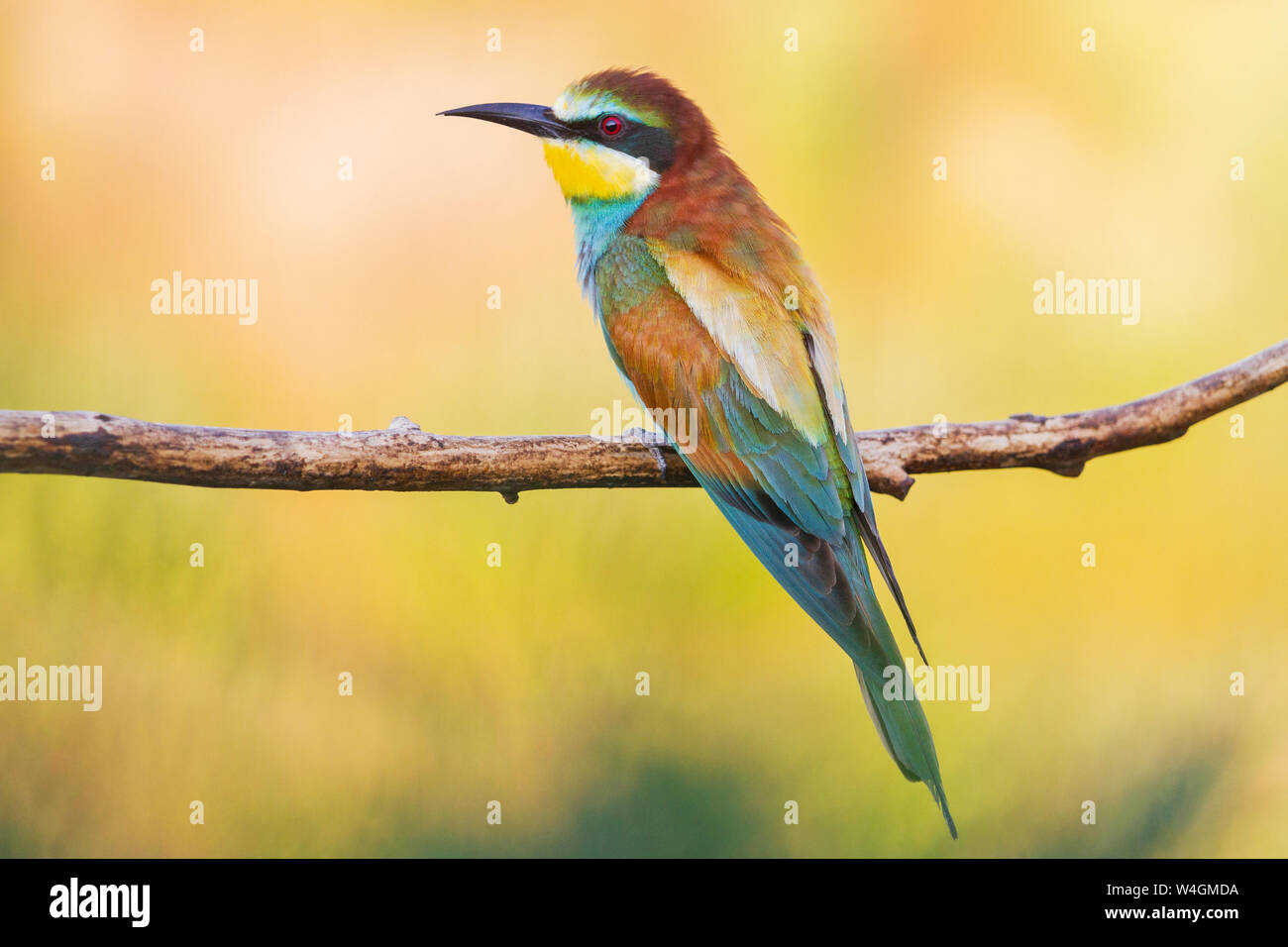 Wild bellissimo uccello variopinto seduto su un ramo Foto Stock