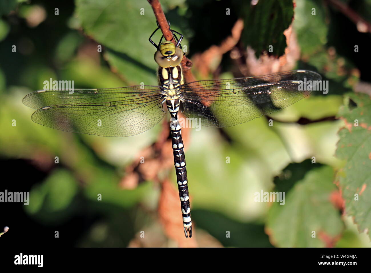 Dragonfly Southern Hawker, Femmina, Aeshna cyanea, può essere visto in pattuglia acqua o 'hawking' attraverso boschi giostre, cattura la sua preda mid-aria. Foto Stock