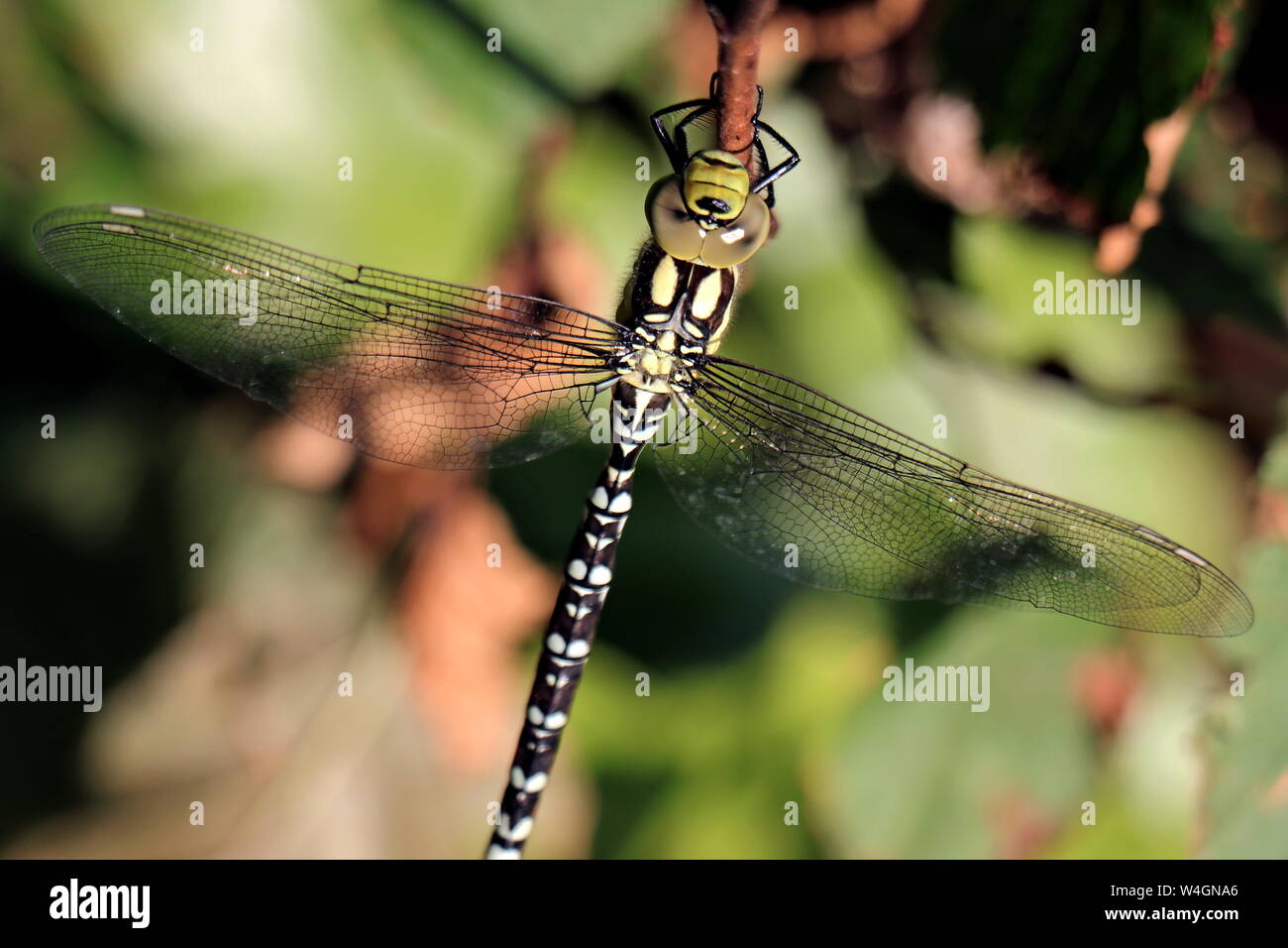 Dragonfly Southern Hawker, Femmina, Aeshna cyanea, può essere visto in pattuglia acqua o 'hawking' attraverso boschi giostre, cattura la sua preda mid-aria. Foto Stock