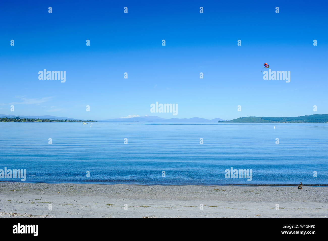 Lago Taupo con il Parco nazionale di Tongariro in background, Isola del nord, Nuova Zelanda Foto Stock