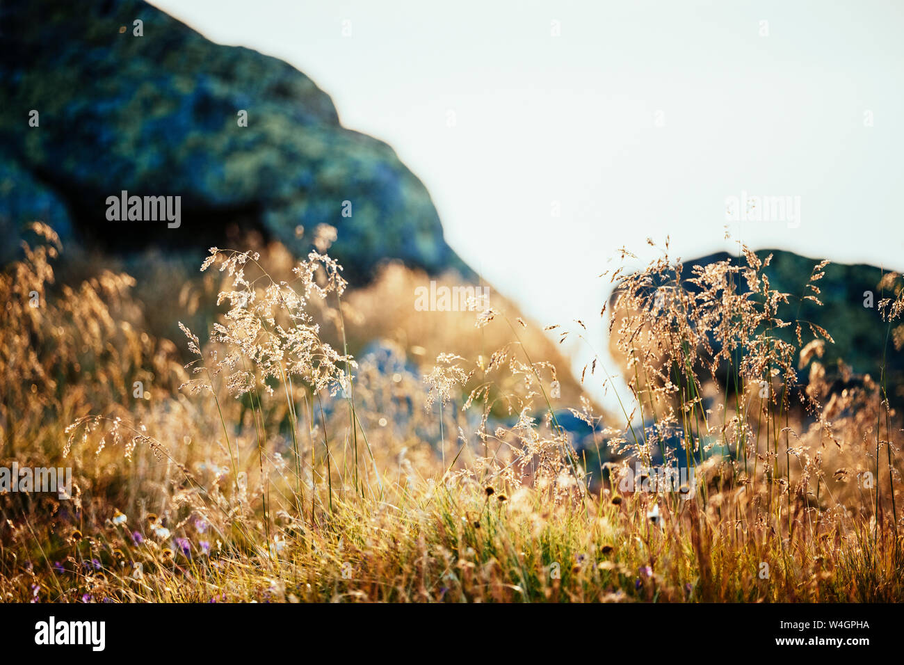 Morbido caldo sole alla fine del giorno su erba, montagna Vitosha, Bulgaria Foto Stock