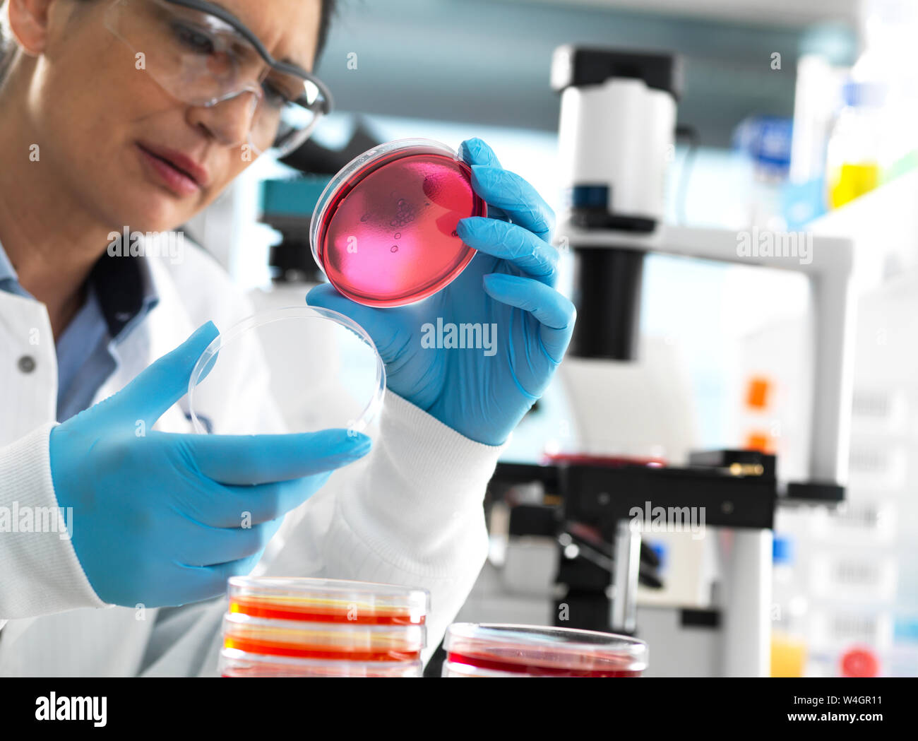 Scienziato esaminando le culture in crescita in piastre di Petri utilizzando un microscopio invertito in laboratorio Foto Stock