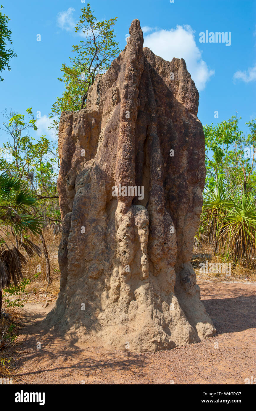 Termite mound nel Parco Nazionale di Litchfield, Territorio del Nord, l'Australia Foto Stock