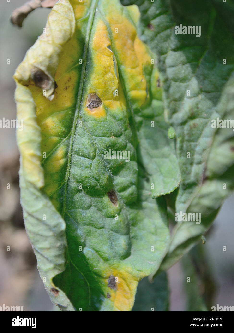 La foglia di pomodoro primi batterico di malattia, Alternaria solani Foto Stock