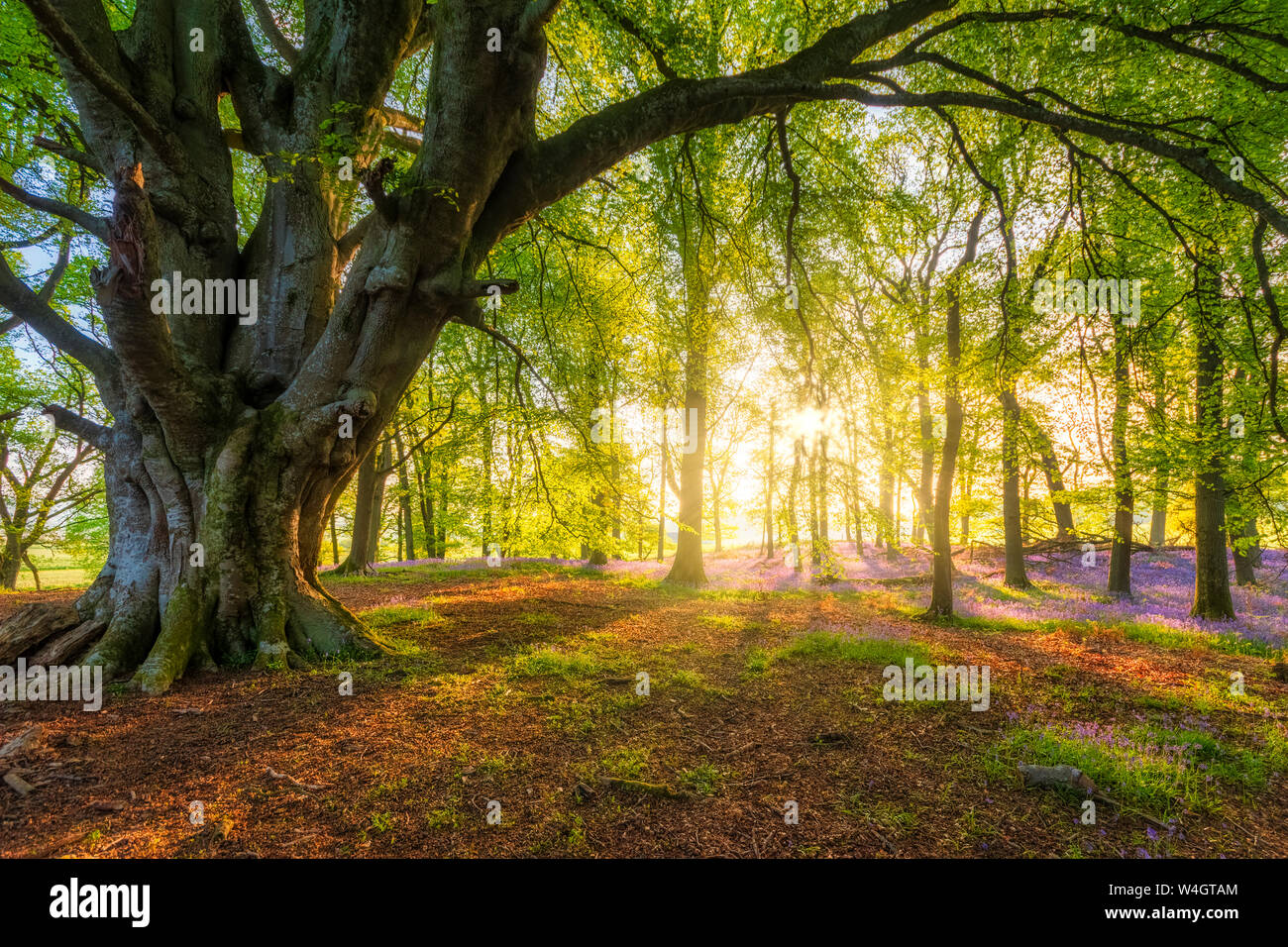 Foresta con bluebells, Perth, Scozia Foto Stock