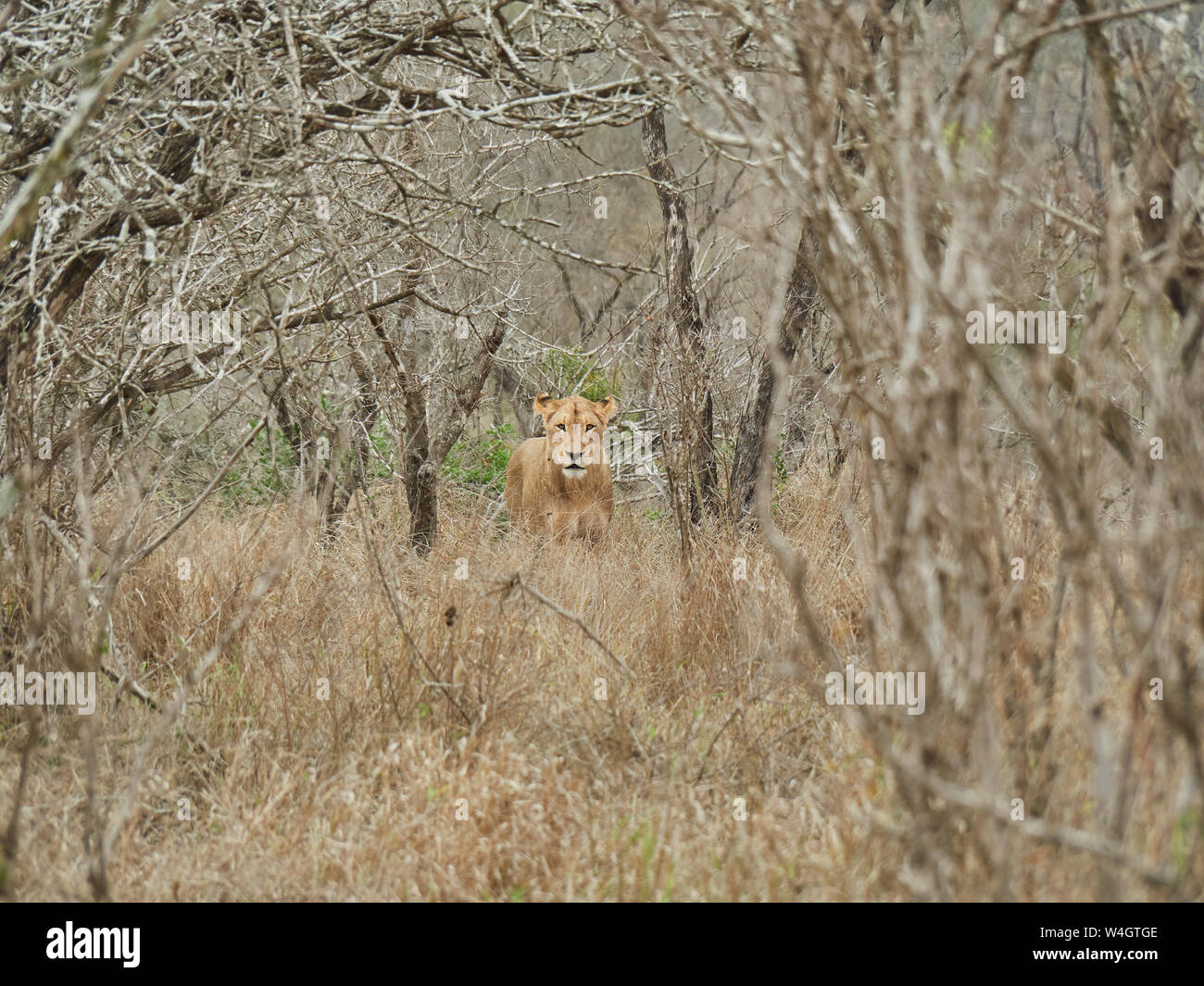 Leonessa a nascondersi nel bush, il Parco Nazionale Kruger, Mpumalanga, Sud Africa Foto Stock
