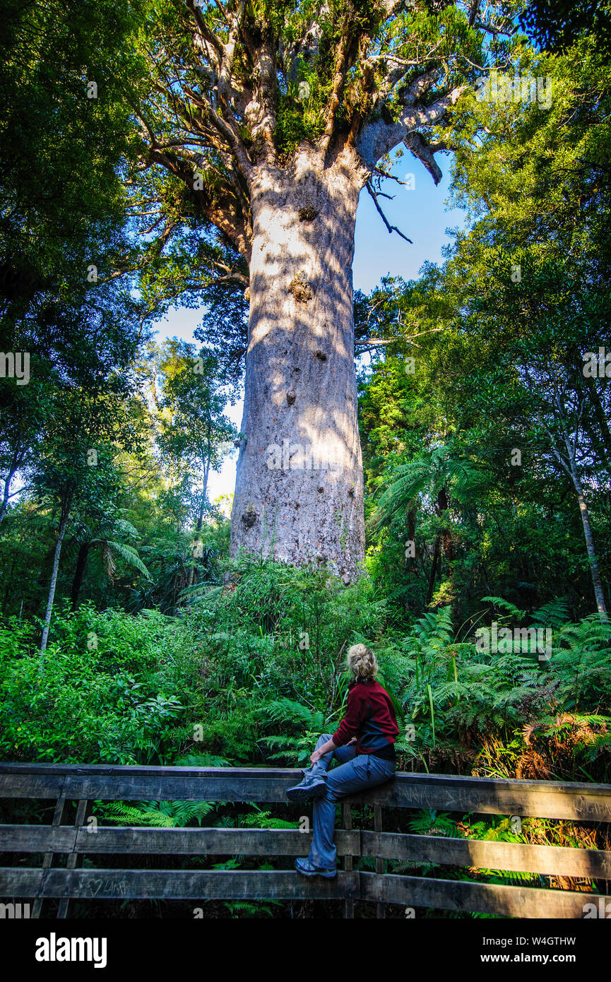Donna che guarda a te Matua Ngahere, un gigante di kauri tree, Waipoua Forest, Westcoast Northland e North Island, Nuova Zelanda Foto Stock