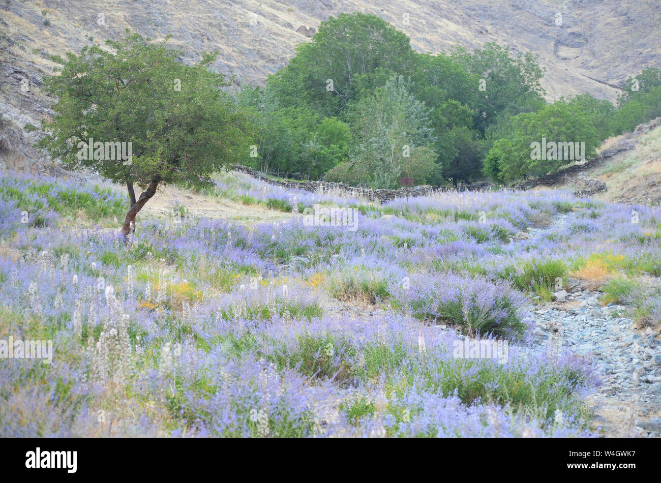 Nuratau-Kyzylkum Riserva della Biosfera, Nuratau montagne, Uzbekistan centrale Foto Stock