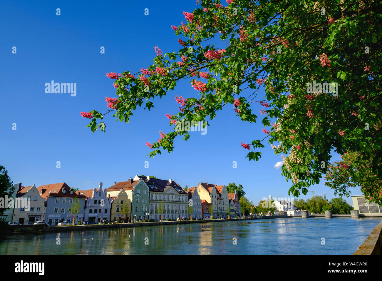 Fioritura del castagno, vista verso l'isola di mulino, Isar, Landshut, Baviera, Germania Foto Stock