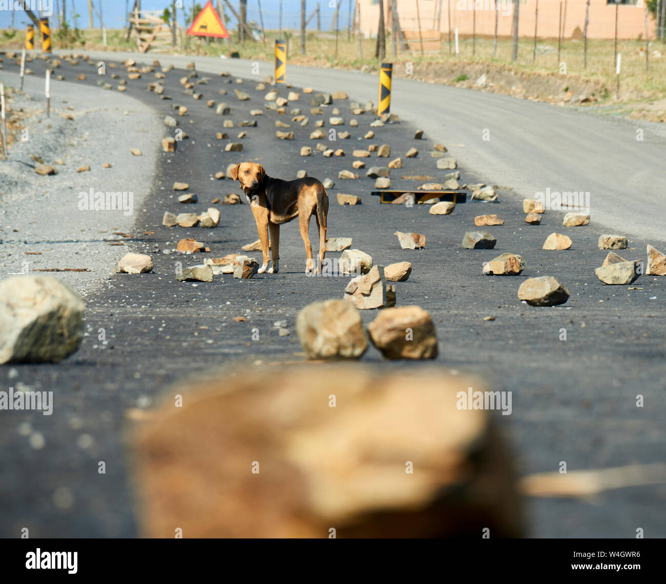 Cane in piedi in mezzo a una strada tra sassi, Sud Africa Foto Stock