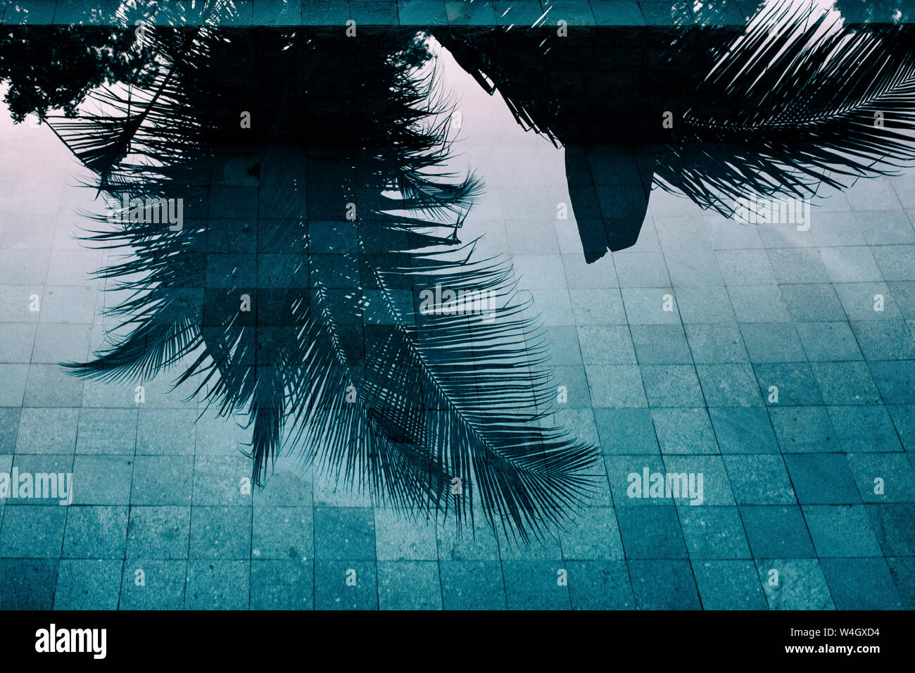 Palm tree riflettendo in superficie di acqua di piscina, Bali, Indonesia Foto Stock