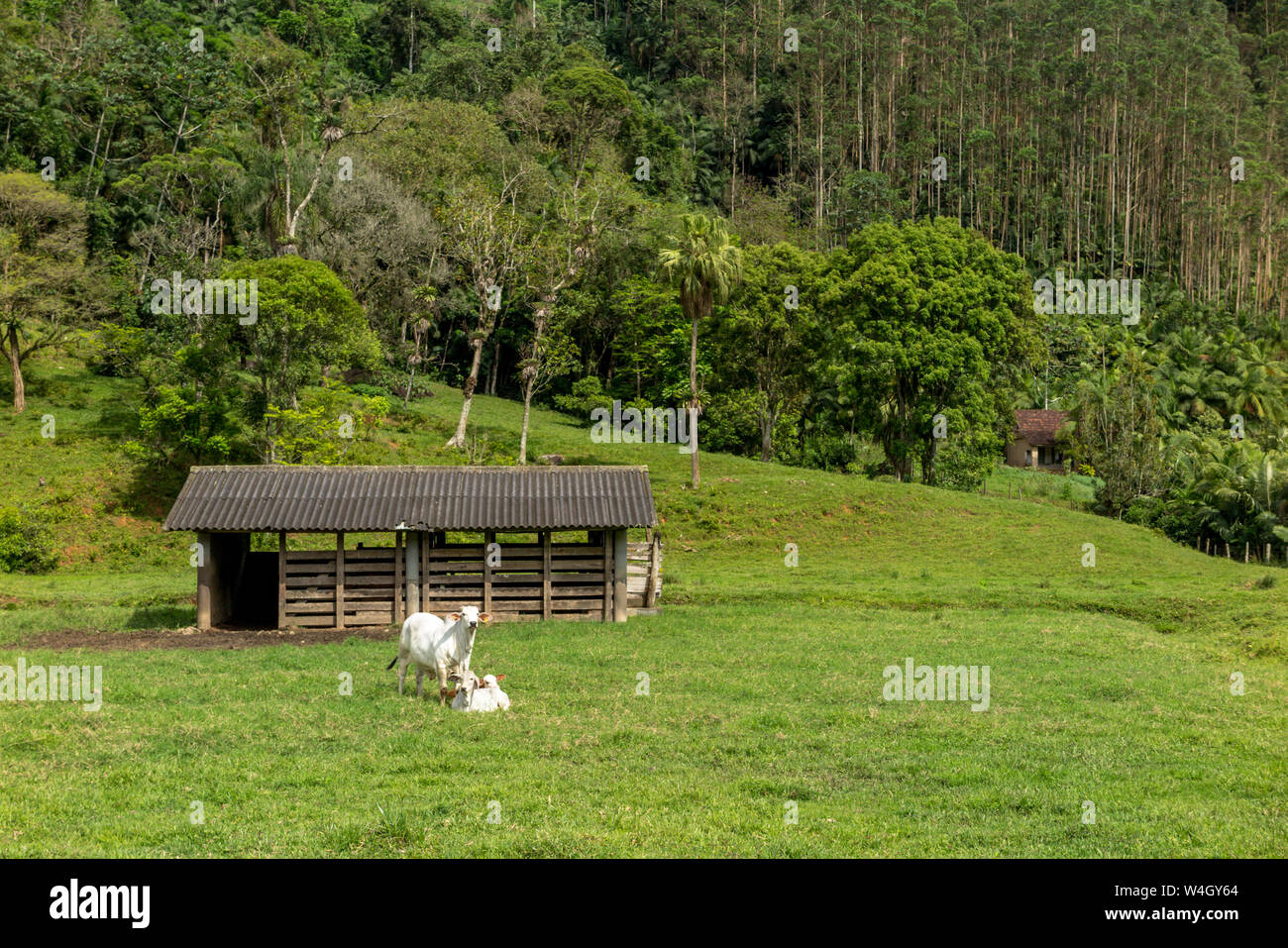 Fienile in fattoria, con due mucche al pascolo, Hill con la foresta in background, Pomerode, Santa Catarina Foto Stock
