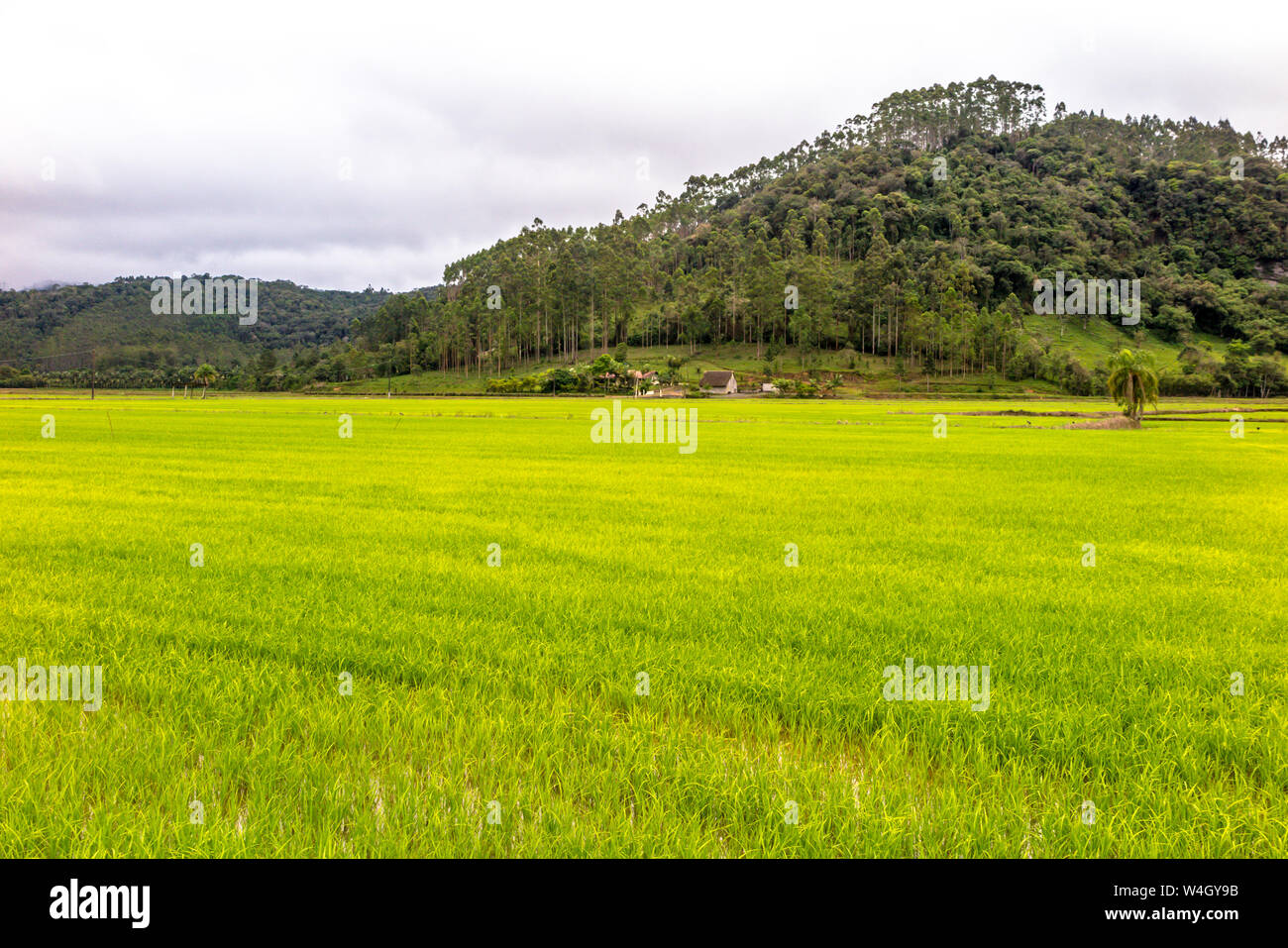 Azienda agricola con la piantagione o la coltivazione del riso, nuova piantina, Hill con la foresta in background, giorno nuvoloso, Alto Cedros, Santa Catarina Foto Stock