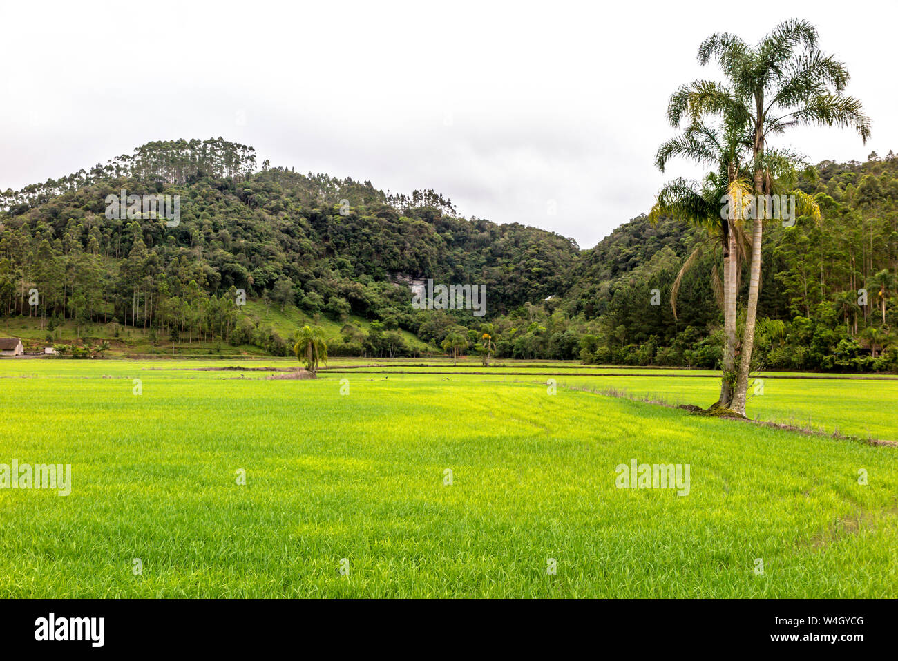 Azienda agricola con la piantagione o la coltivazione del riso, nuova piantina, Hill con la foresta in background, giorno nuvoloso, Alto Cedros, Santa Catarina Foto Stock