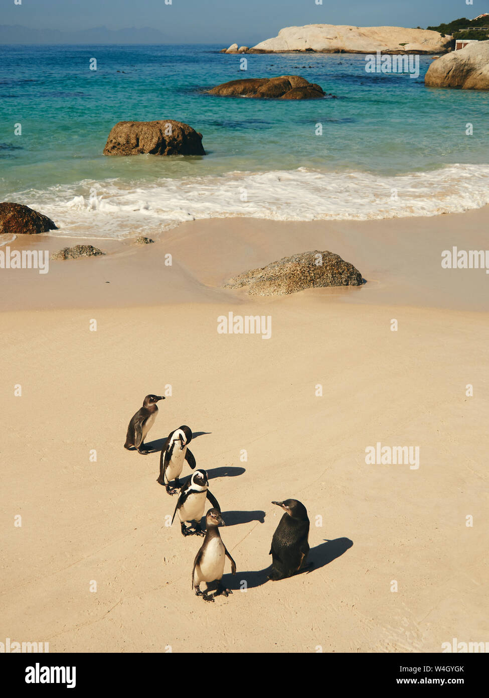 Cinque pinguini sulla spiaggia Boulders, Western Cape, Sud Africa Foto Stock