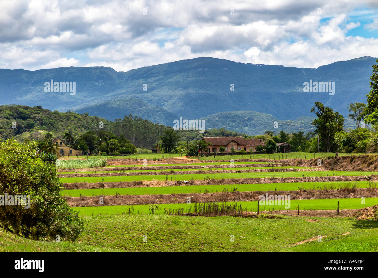 Riso piantagione farm, con la foresta e la montagna in background, cielo blu con nuvole, Rio de Cedros, Santa Catarina Foto Stock