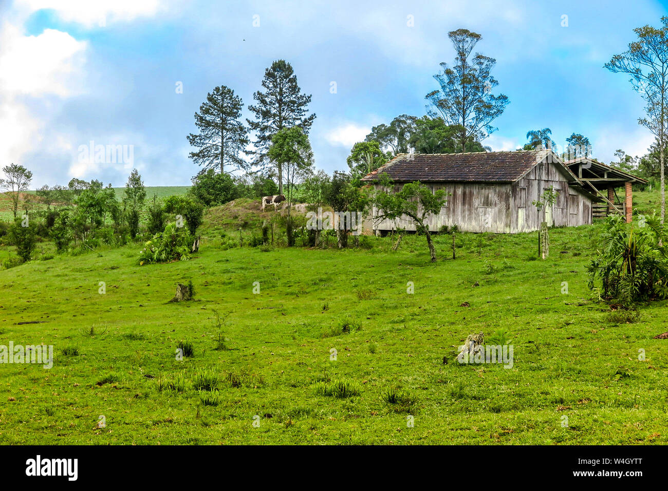 Antico casale di legno con erba, mucca pezzata, cielo blu con nuvole, Petrolandia, Santa Catarina Foto Stock