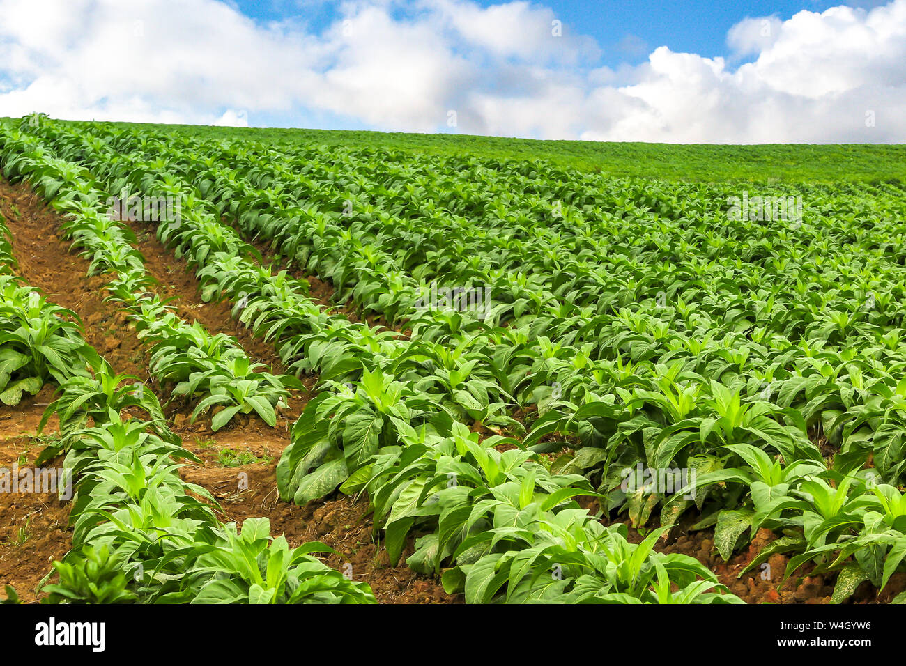 La piantagione di tabacco (Nicotiana tabacum), cielo blu con nuvole, Petrolandia, Santa Catarina Foto Stock