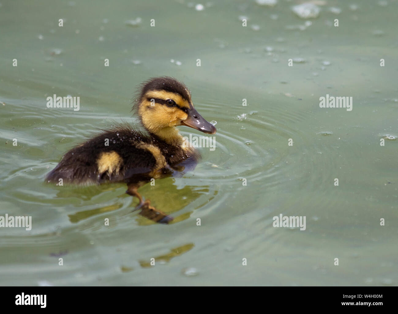Mallard anatroccolo su Chiemsee, Baviera, Germania Foto Stock