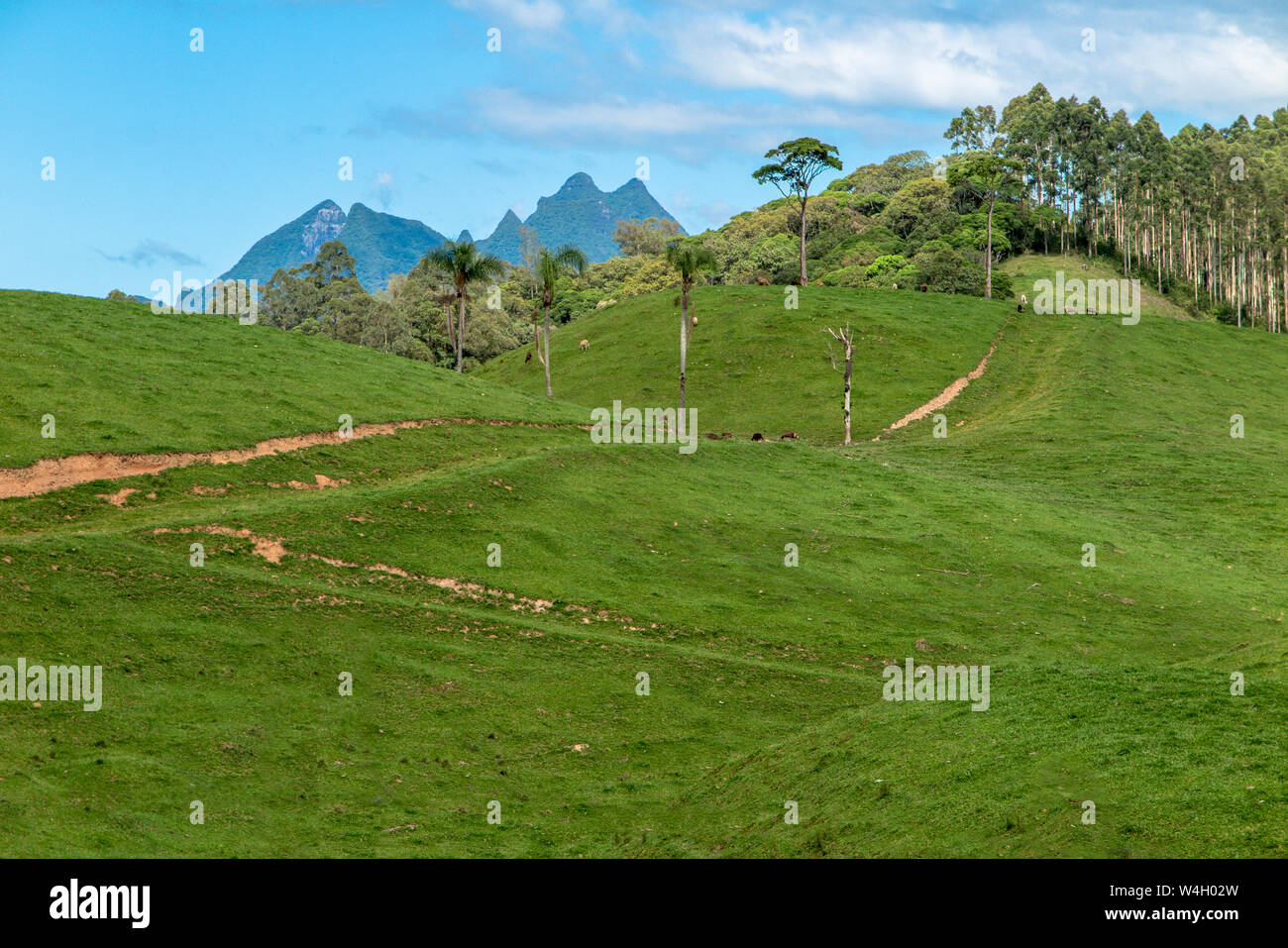 Pascoli su per la collina, con alcune mucche, palme, la foresta e la montagna in background, cielo blu con nuvole, Airue, Grao Para, Santa Catarina Foto Stock