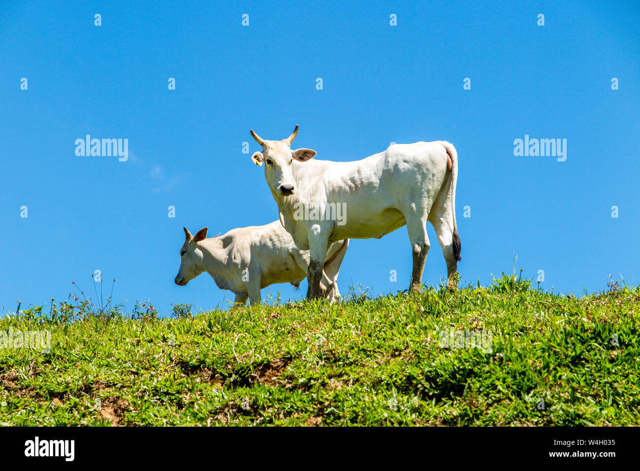 Due mucche bianche in piedi sul lato sul prato, cielo blu senza nuvole, Airue, Grao Para, Santa Catarina Foto Stock