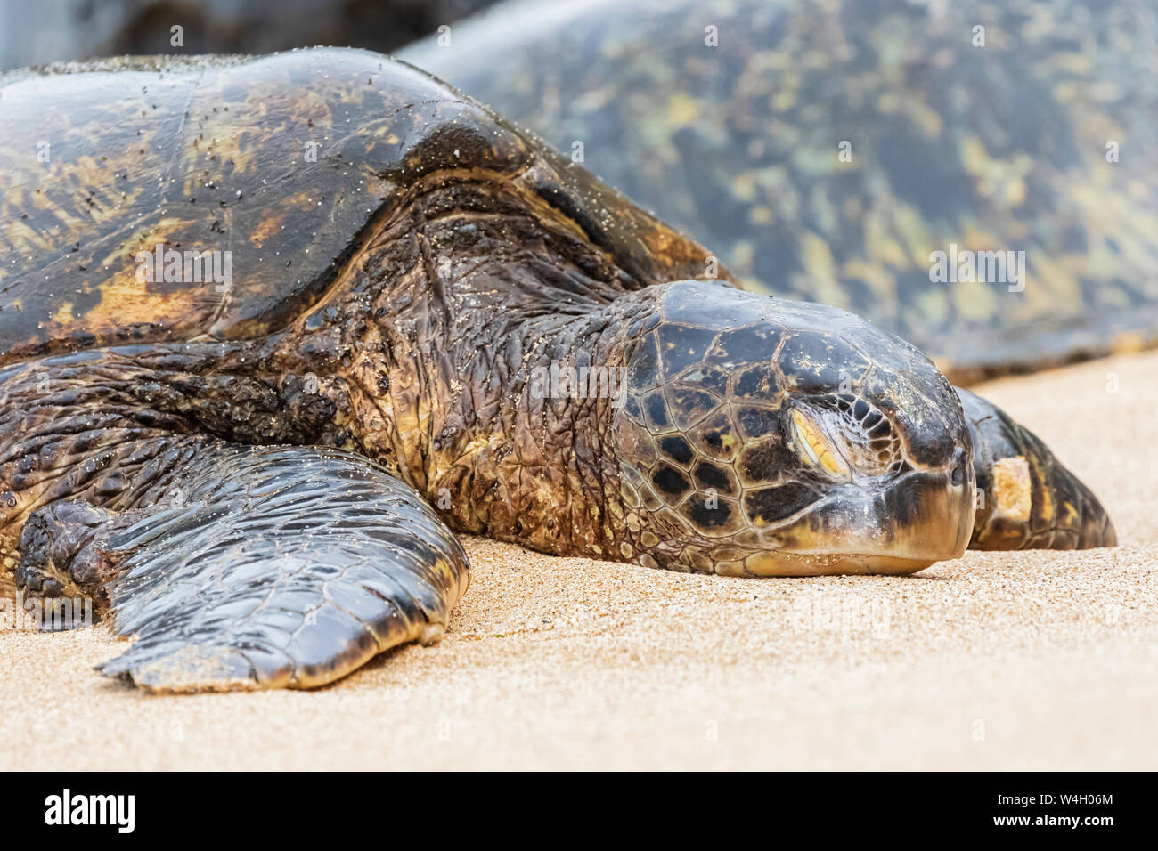 Ritratto di tartaruga verde sulla spiaggia, Ho'okipa Beach Park, Hawaii, STATI UNITI D'AMERICA Foto Stock