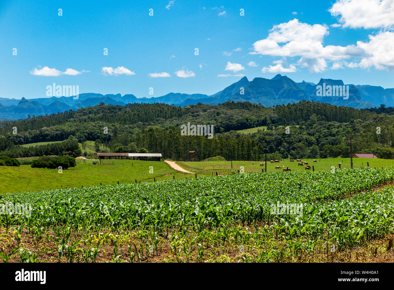 La piantagione di mais fattoria con mucche, fienili, foreste e montagne di Sao Joaquim National Park in background, cielo blu con nuvole Foto Stock