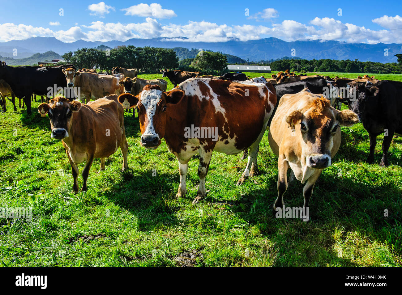 Curioso mucche, Karamea, Isola del Sud, Nuova Zelanda Foto Stock