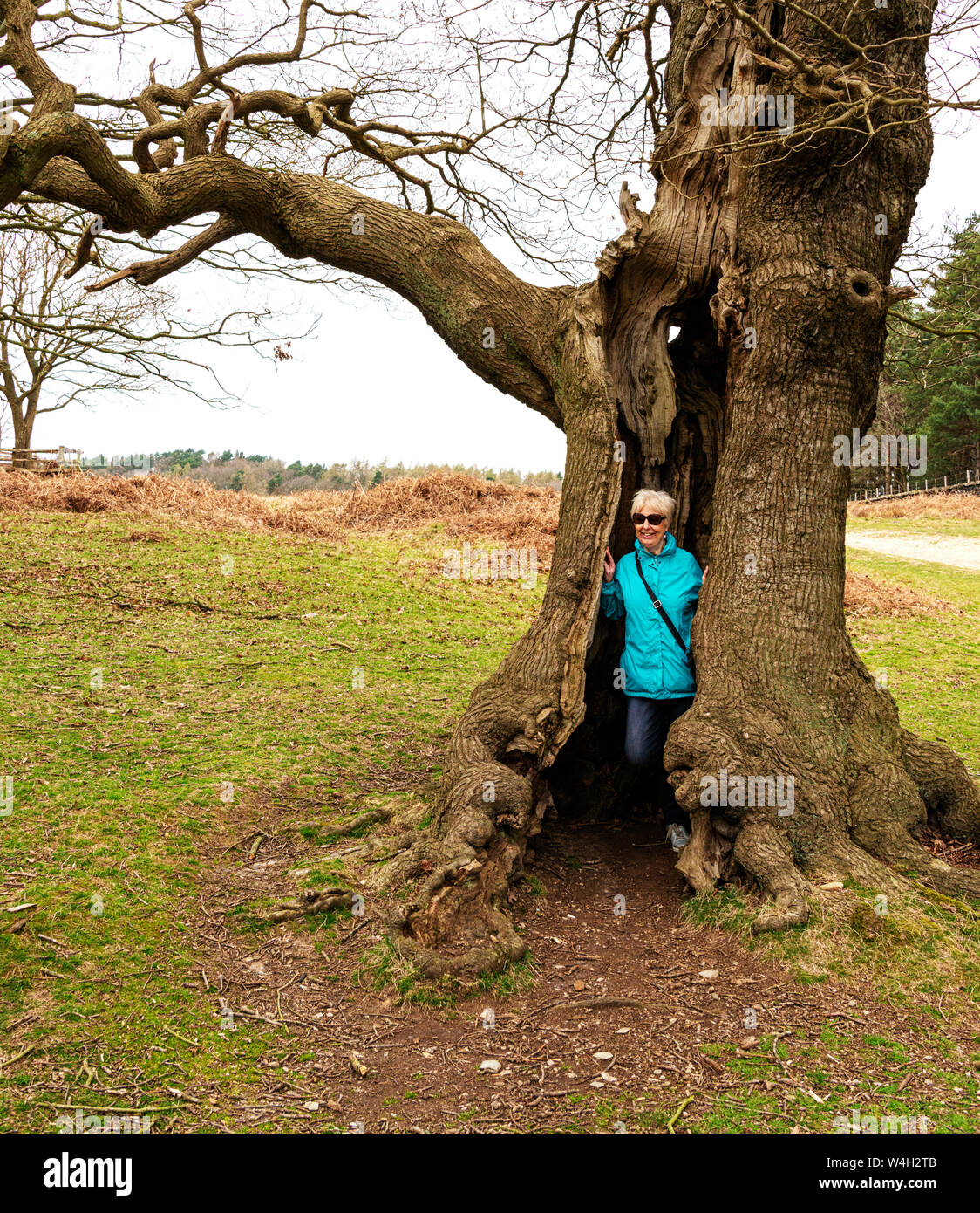 Signora in una struttura ad albero Foto Stock