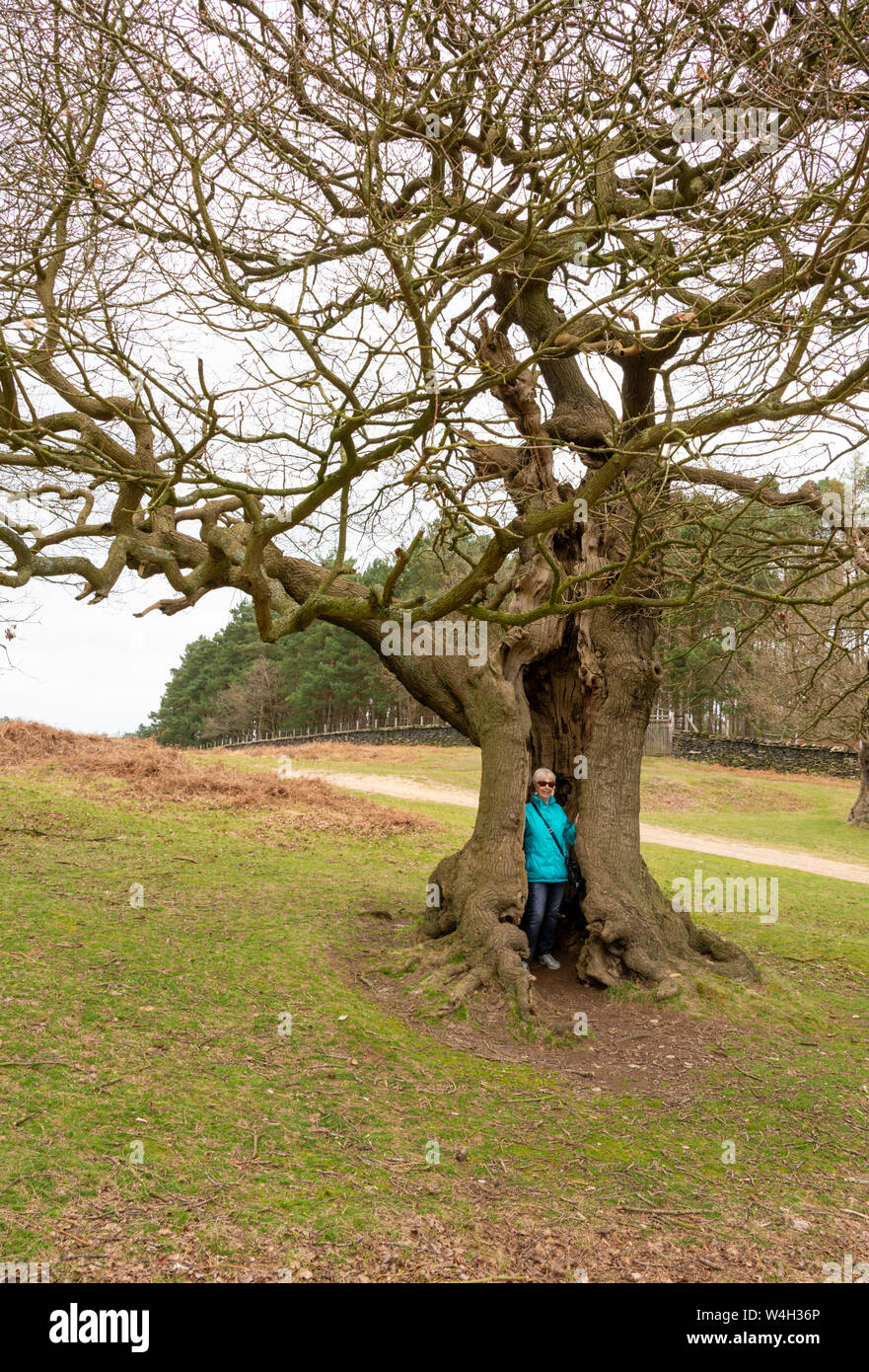 Signora all'interno del tronco di un albero Foto Stock