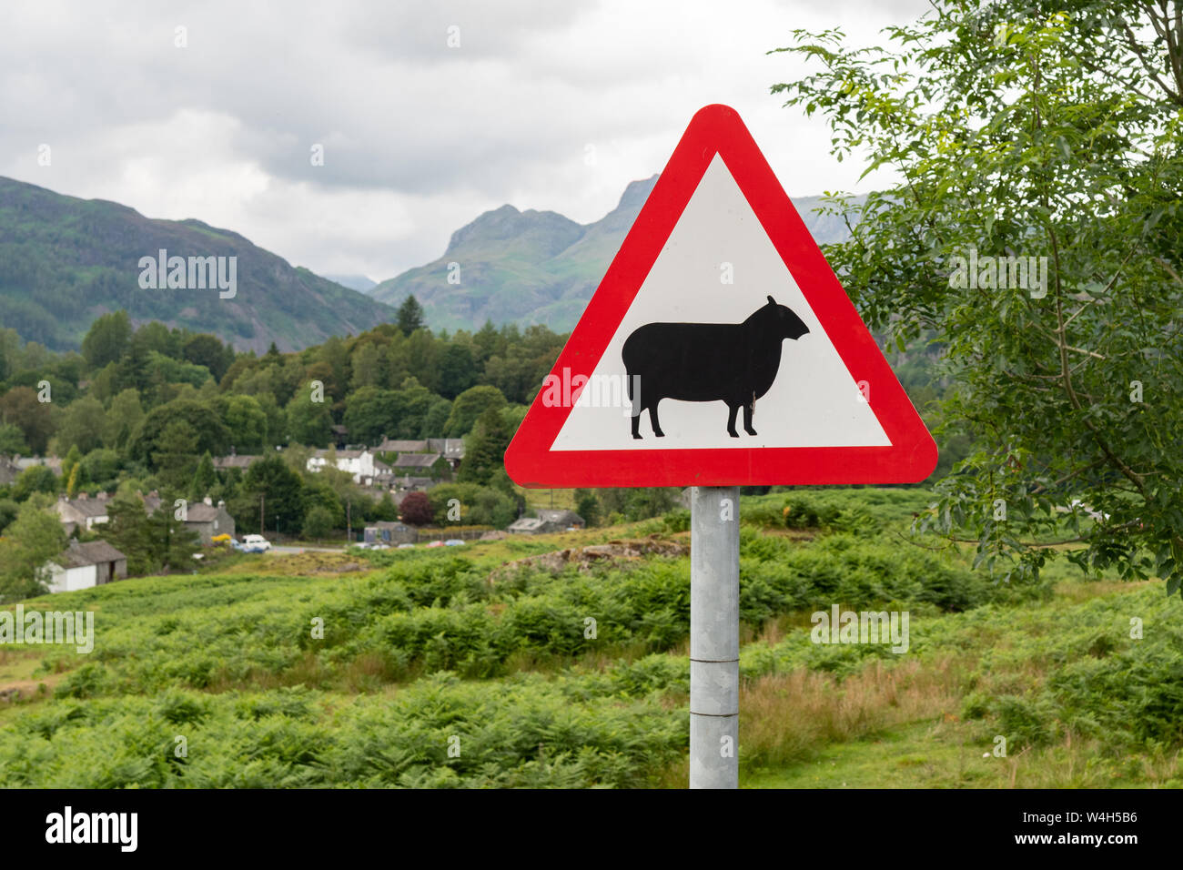 Pecora su strada segno di avvertimento in grande Langdale Valley vicino a Elterwater, Cumbria, Lake District, England, Regno Unito Foto Stock