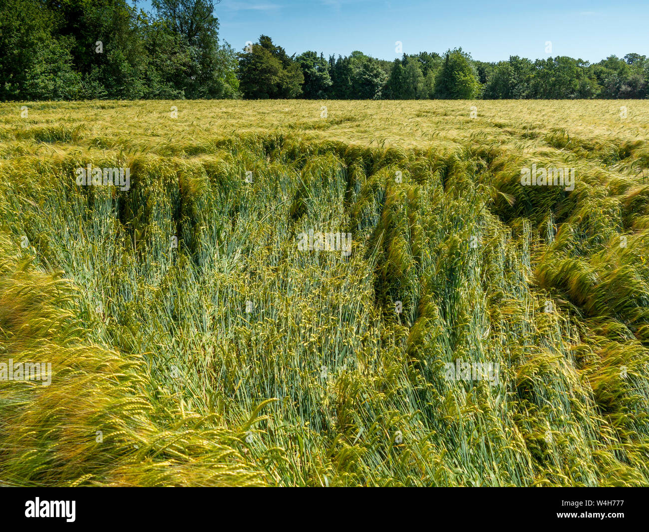 Una sezione di raccolto di orzo danneggiato dalla pioggia durante la notte e vento Foto Stock